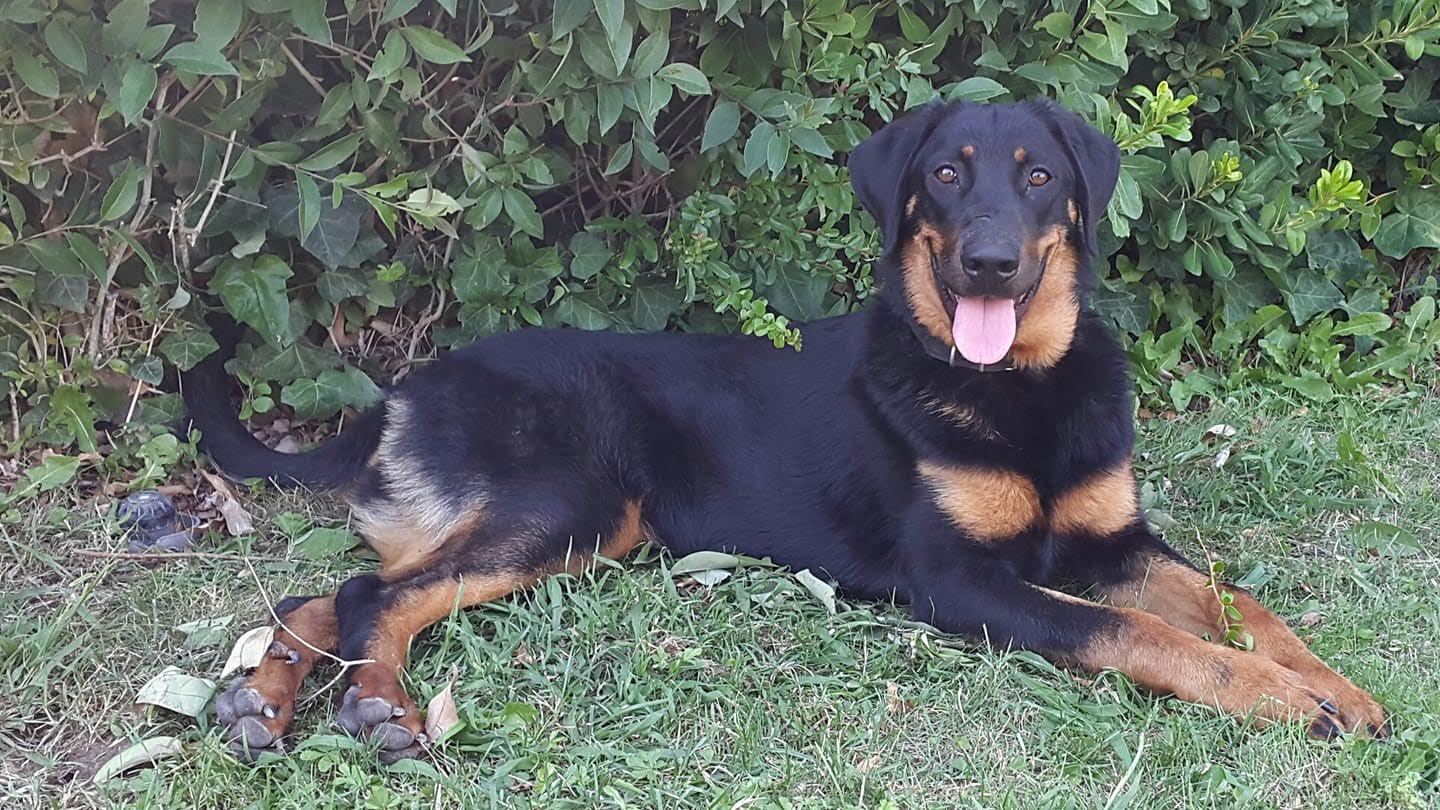  domainedelalicorne.fr photo chien beauceron photo chiot beauceron Elevage de beauceron chiot beauceron pure race élevage du clos de la licorne elevage des gardiens de la licorne elevage beauceron noir et feu authentique gros gabarits élevage de Beauceron familial sérieux et qualité domainedelalicorne.fr suivi des chiots conseil d’éducation chiot propre bas rouge santé caractère spécialiste du beauceron noir et feu ou arlequin chien rustique berger de France  nos chiots sont élevés avec amour et attention notre passion au service de la qualité Beauceron de qualité et sportif domaine de la licorne 04380 BARRAS élevage en liberté éleveur berger de beauce élevage de beauceron de travail 06 11 20 51 93 site domainedelalicorne.fr mail domainedelalicorne@gmail.com